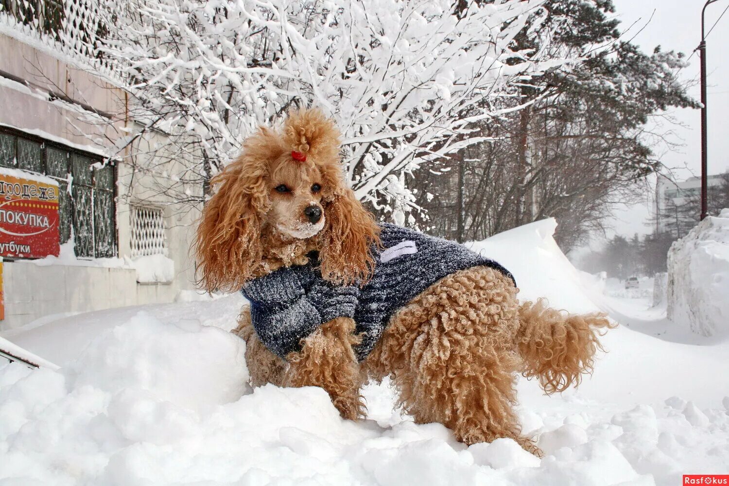 Моя собачка одета дороже тебя 1 час. Собака зима. Пудель. Собака зимой. Пудель в снегу.