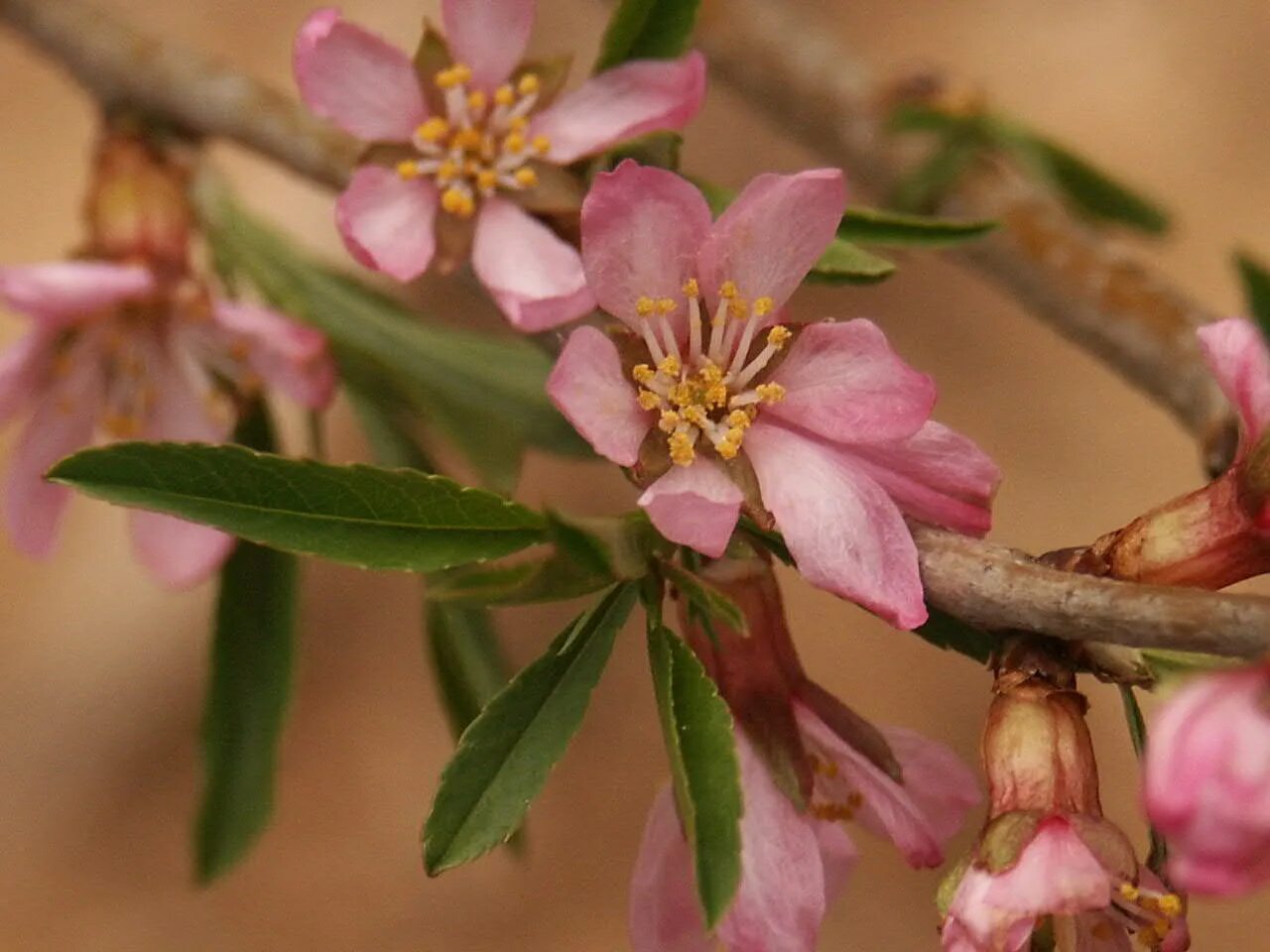 Миндаль простой. Миндаль обыкновенный (Amygdalus communis). Миндаль Бухарский. Миндаль обыкновенный цветет. Миндаль обыкновенный (Amygdalus communis l.).