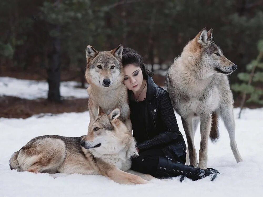В окружении животных. Волки Дружба. Волк и человек Дружба. Фотосессия с волком.