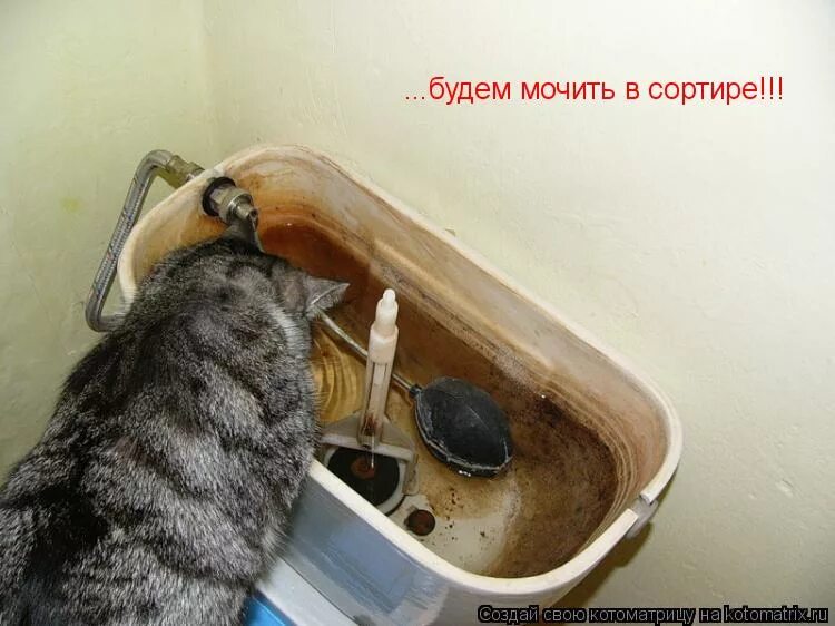 Мочи в сортире. Мочить в сортире. кот сантехник. котик водопроводчик. котики и сантехника.