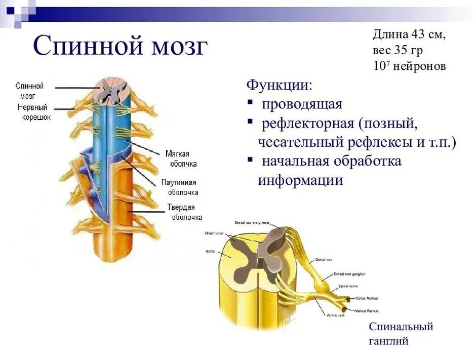 В какую систему органов входит спинной мозг. Строение нервной системы человека спинной мозг. Внешнее строение спинного мозга анатомия. Строение и функции спинного мозга 8. Спинной мозг 8 класс биология.