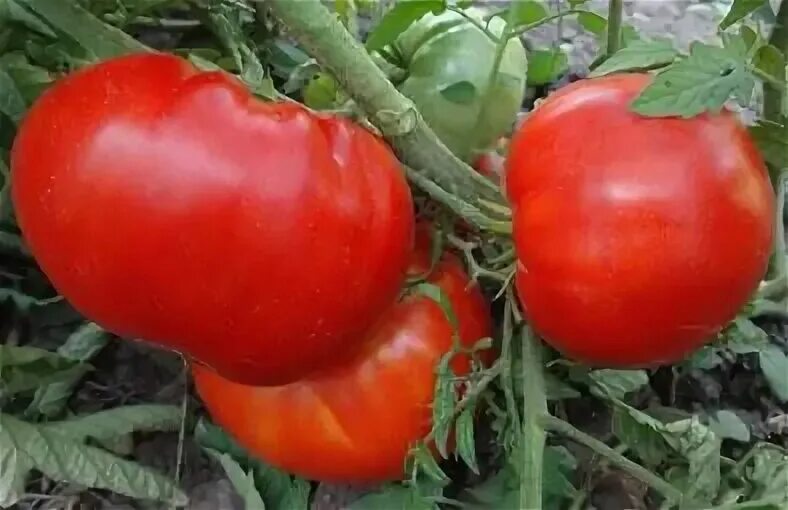 Сорт томата гигант новикова. Красный гигант сорта. Помидор кунео гигантская груша. Mortgage lifter томат. Томат муромский.
