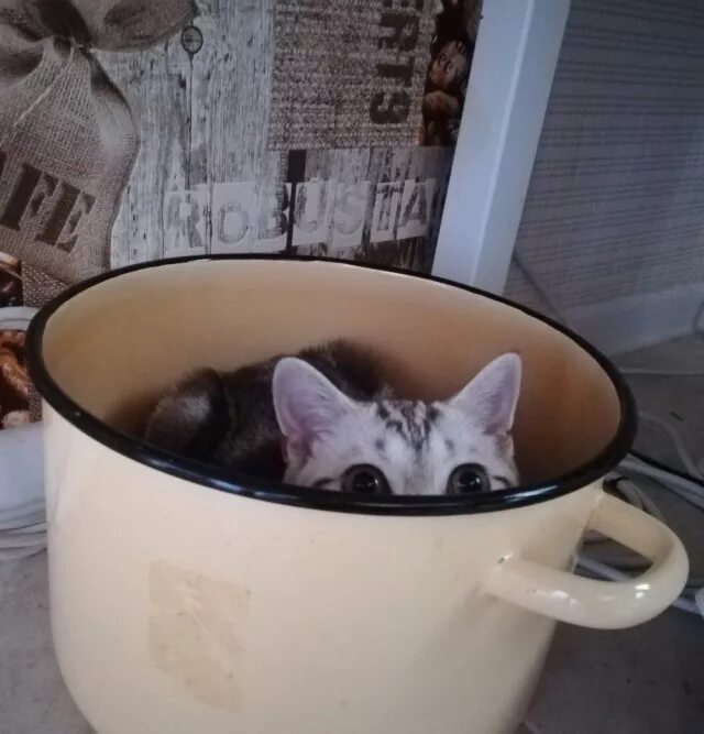 Кот со словарем. А потом суп с котом. Потом потом суп с котом. Сюжетный рисунок. Потом будет суп с котом.