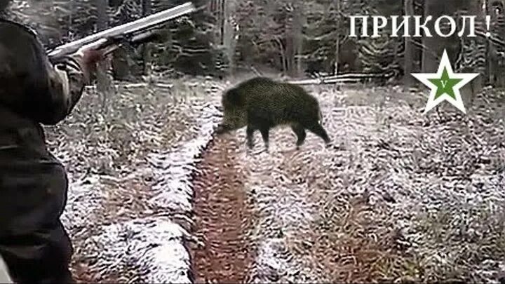Кабан смешной. Охота кабана охота кабанов. Кабан зимой. Видео приколы кабаны. Кабанчик на льду.
