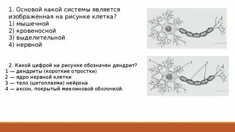 Какой цифрой на схемах обозначена микроспора Какой цифрой на рисунке обозначен гипофиз