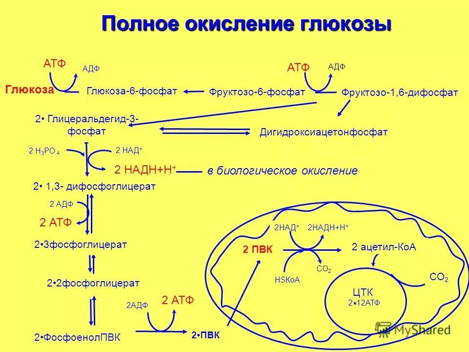 Атф глюкоза адф