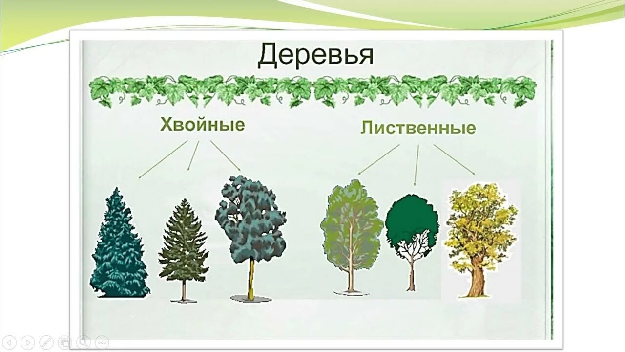 Листья хвойные и лиственные. Лиственные и хвойные деревья. Лиственные деревья. Хвойные и лиственные деревья и кустарники. Деревья бывают хвойные и лиственные.