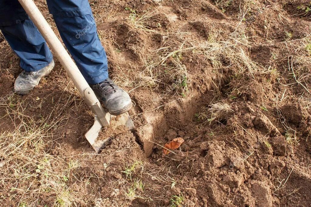 Можно ли перекапывать землю. Перекапывание почвы. Копать огород. Копка огорода. Копать землю.