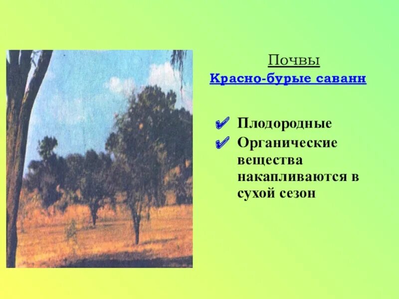 Разнообразие природы африки 7 класс презентация