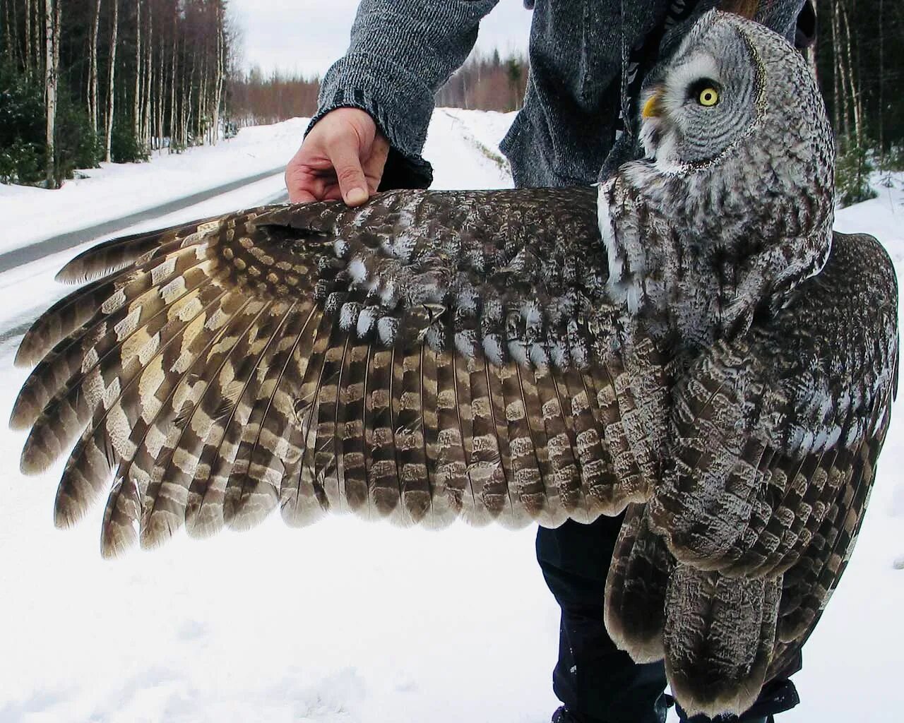 Самая большая Сова. Самый большой Филин. Самая большая Сова в мире. Размер Филина. Самые большие совы филины