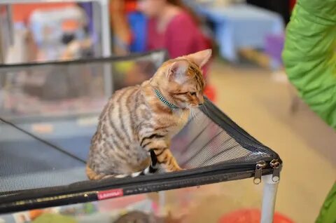Выставка кошек парадиз