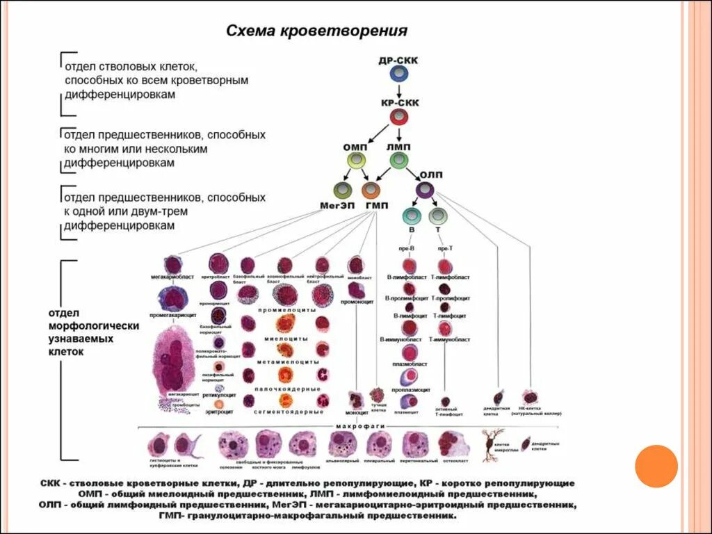 Схема кроветворения стволовая клетка. Схема гемопоэза гематология. Схема кроветворения гистология. Гемопоэтическая стволовая клетка схема.