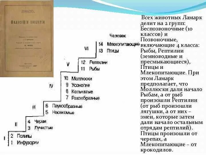 Лестница существ ламарка. Лестница существ ламарка