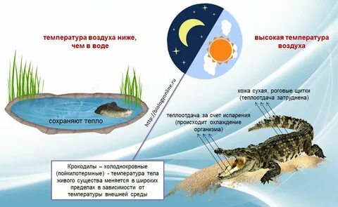 Один день на суше