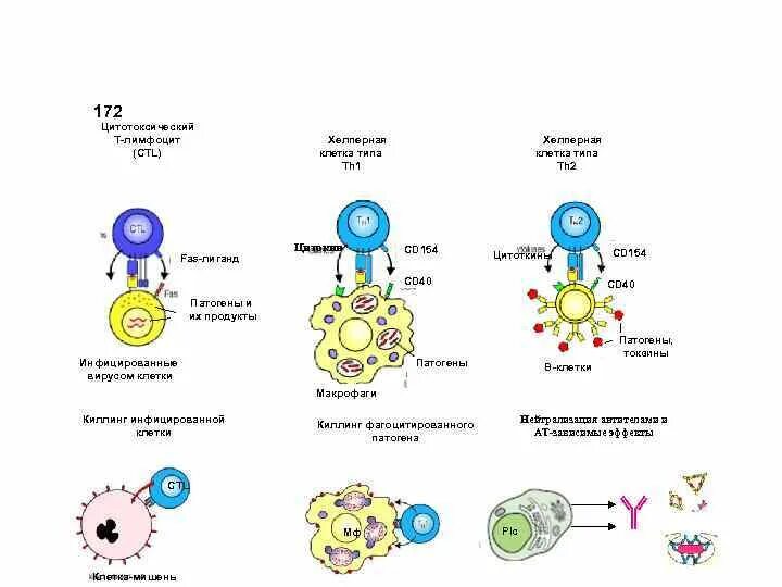 Cd8 т-цитотоксические т - клетки. Схема иммунного ответа а4 т- лимфоциты. Механизм цитотоксического действия т-лимфоцитов. Схема цитотоксического иммунного ответа. Действия лимфоцитов