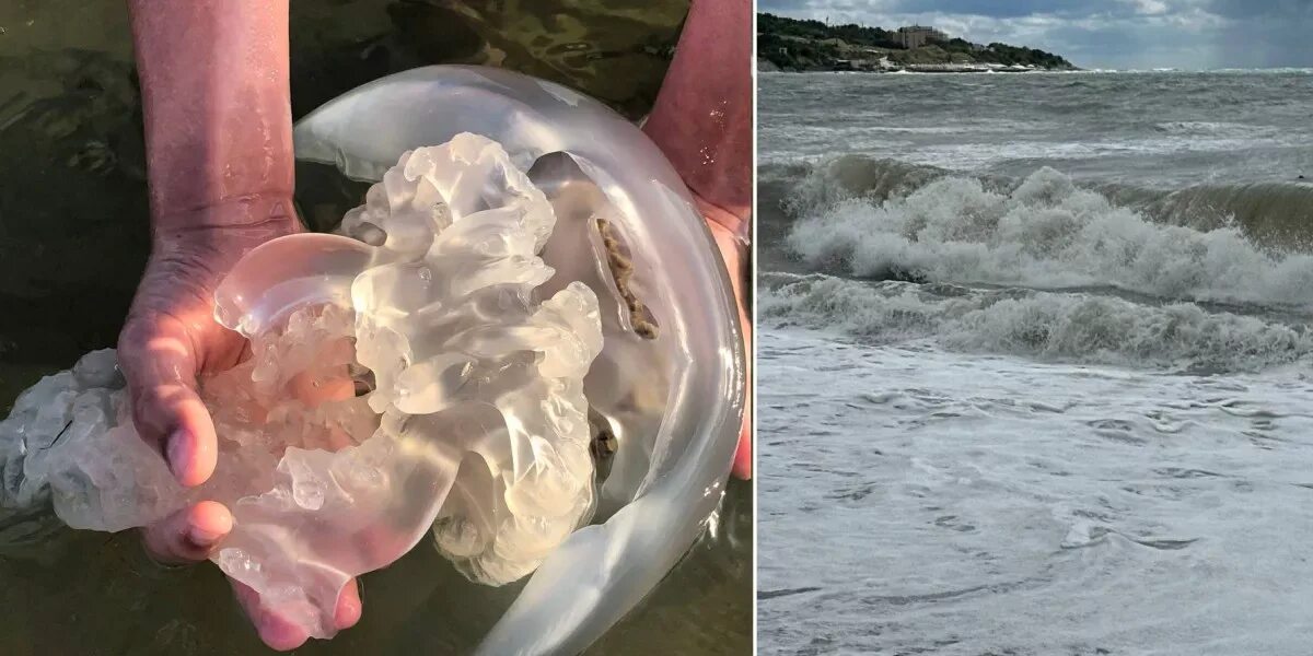 "Не вода, а кисель!": море под Анапой заполонили тысячи медуз... Интересный конт