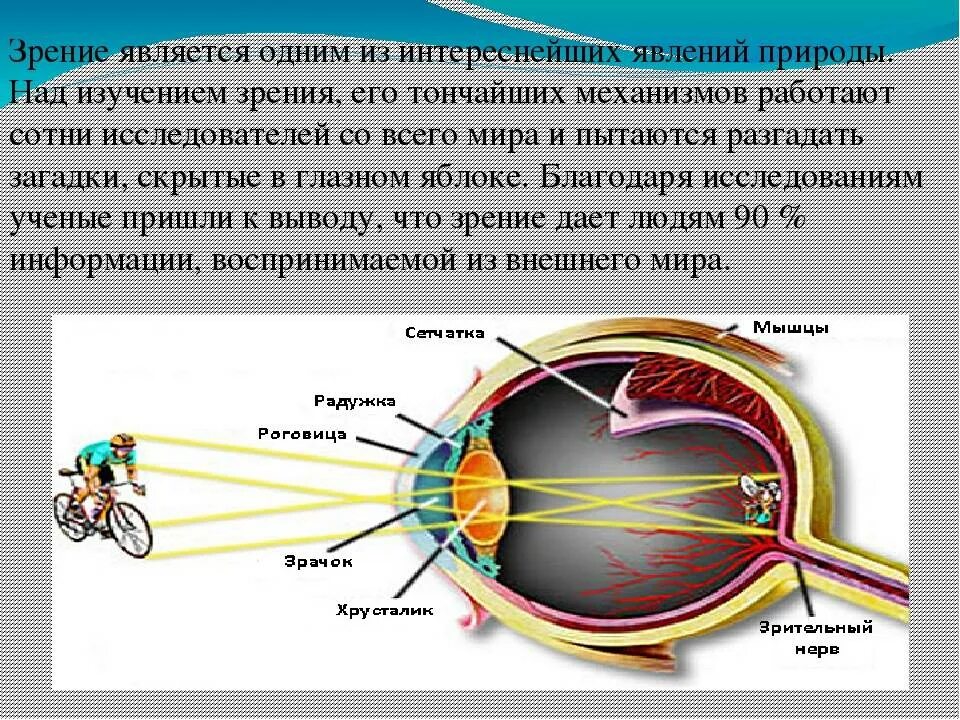 Влияние внешних факторов на зрение школьника. Влияние внешних факторов на зрение человека. Среднее зрение человека. Влияние мобильника на зрение.