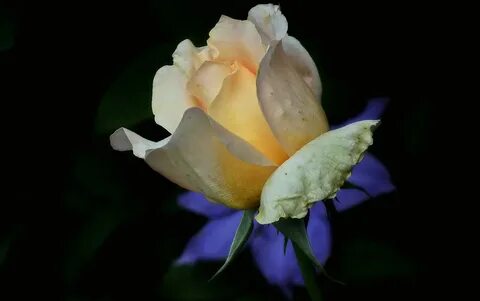 Поставь rose