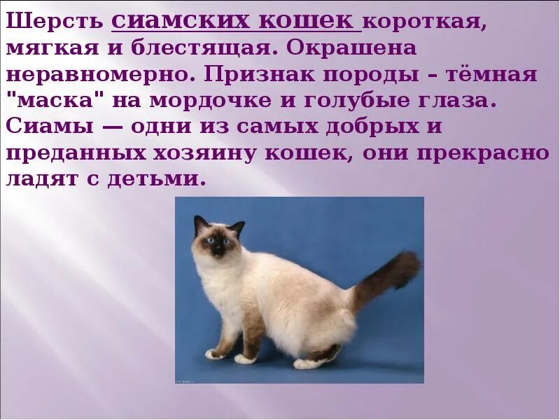 Кошка описание для детей. Породы кошек презентация. сиамская кошка проект. информация о сиамской кошке. рассказ о породе кошек.