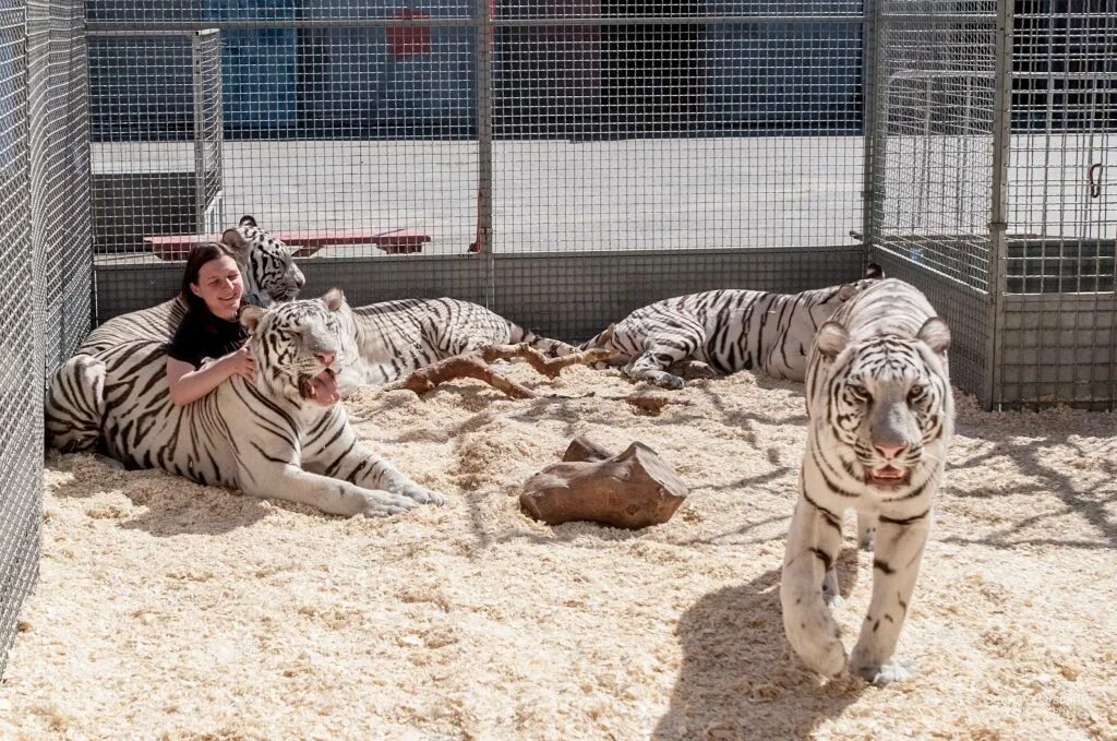 Цирк бенгальские тигры. Тигр в цирке. Цирк белые тигры. Шоу белых тигров. Велотигр