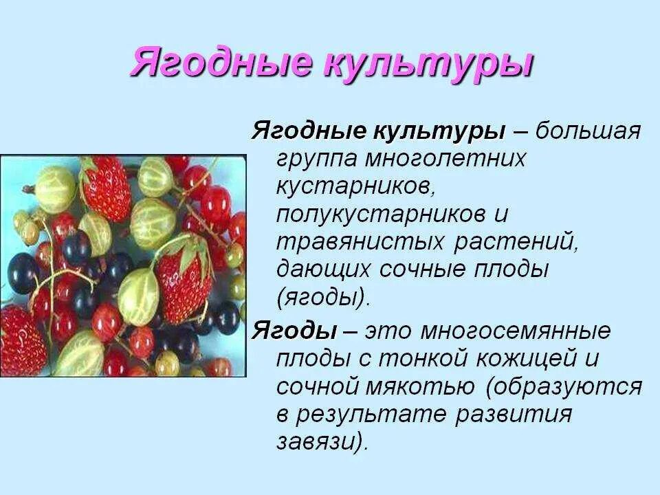 Плодово-ягодные культуры. Сообщение о ягодных культурах. Плодово-ягодные культуры культурные растения. Ягодные культуры презентация. Ягодка характеристика