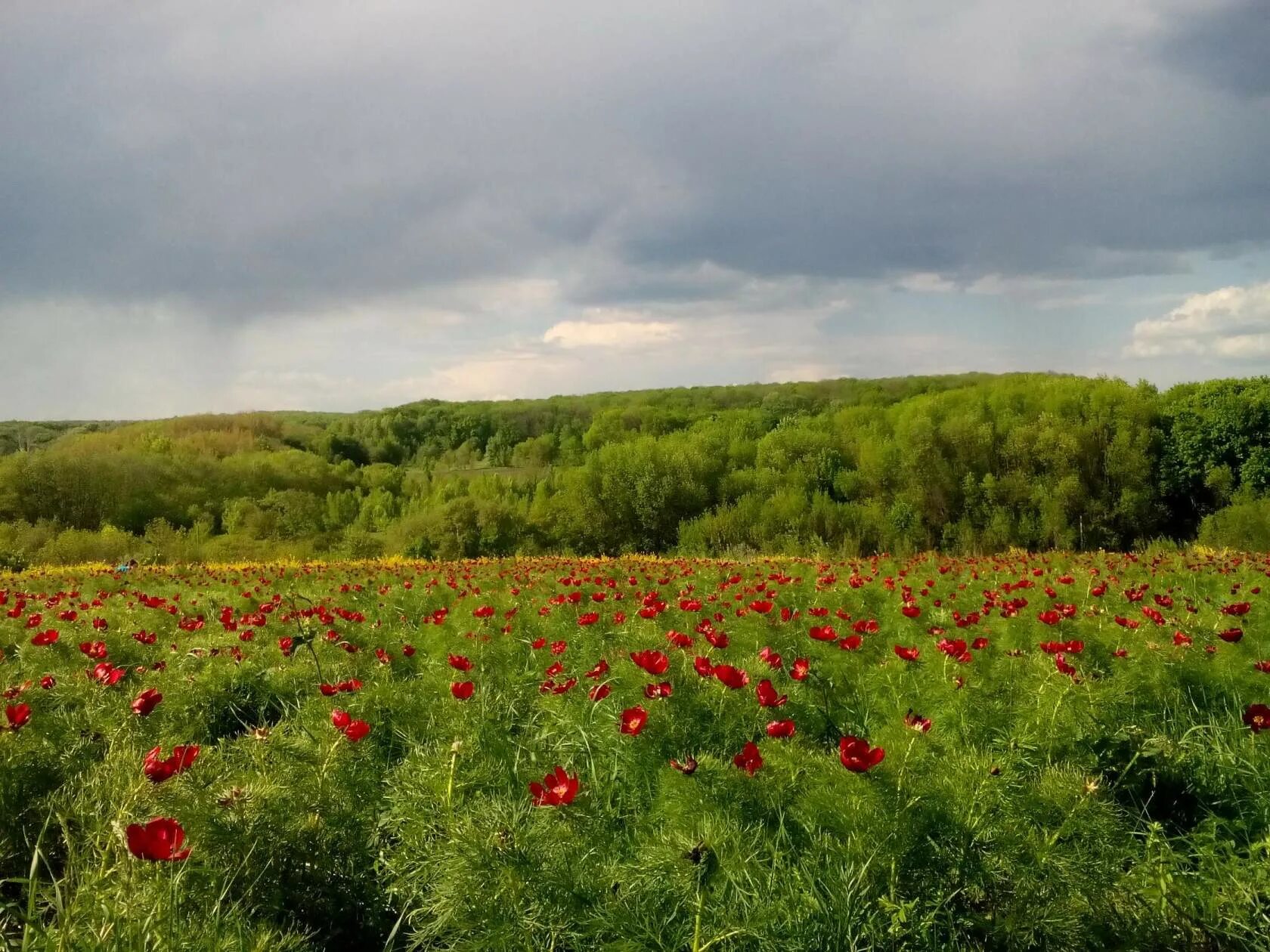 Воронцы Вейделевка. Белгородчина Воронцы. Пейзажи Белгородской области Воронцы. Деревня Воронцы.