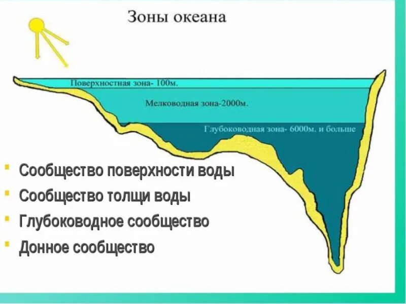 Сообщество толщи воды. Зоны океана. Экологические зоны океана. Океанические зоны по глубине.