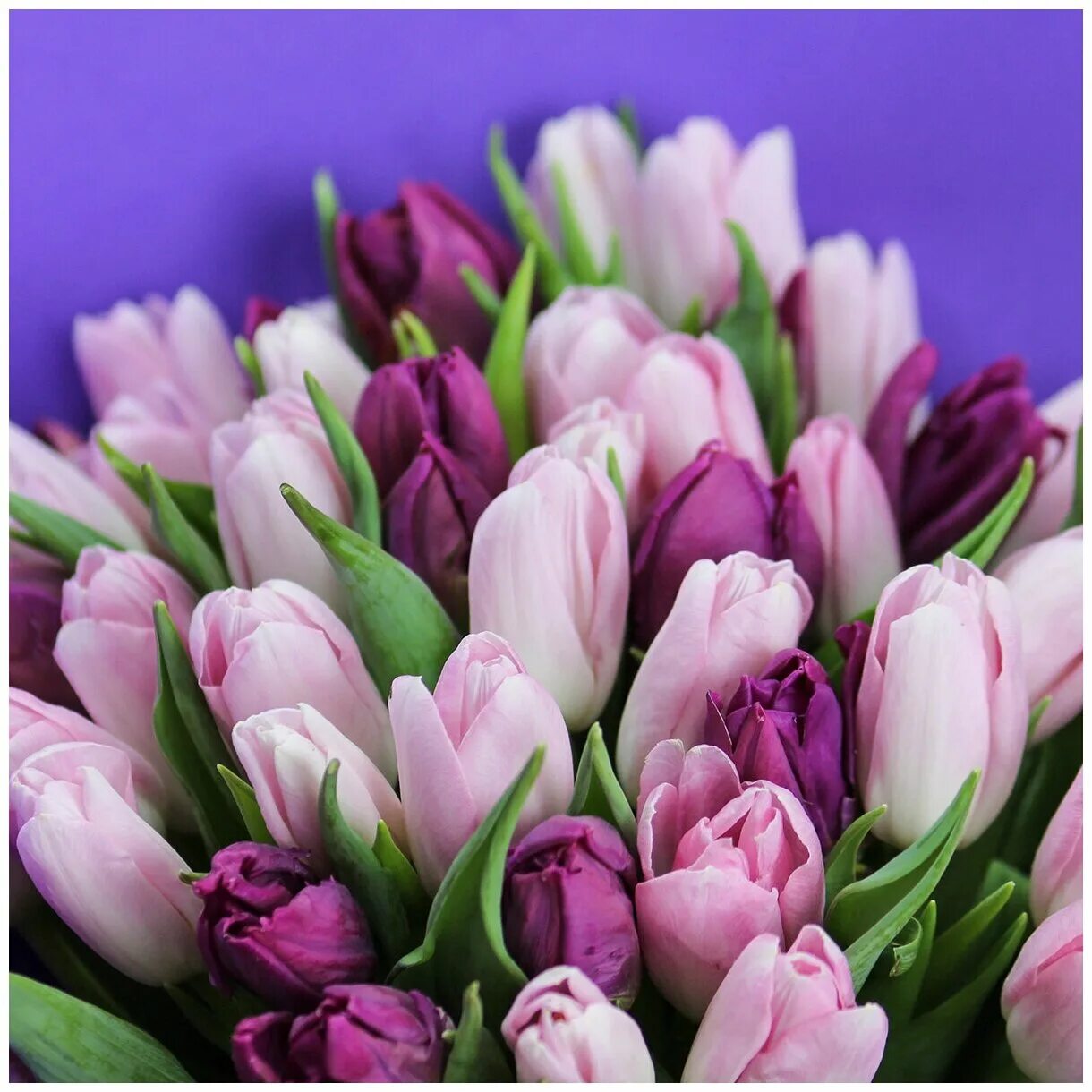 Фиолетовые тюльпаны купить. Тюльпан фиолетовый. Фиолетовые тюльпаны букет. Фиолетовые и розовые тюльпаны. Цветы тюльпаны фиолетовые.
