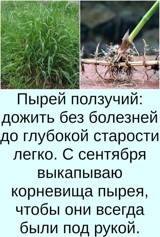 Что лечит пырей. Пырей ползучий. пырей трава. трава пырей ползучий. пырей трава лечебные.