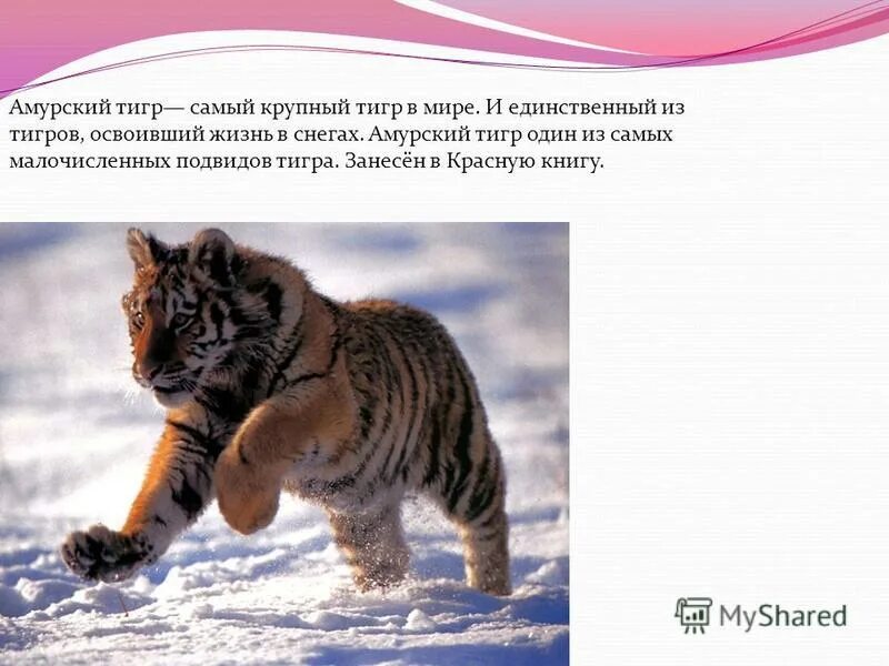 амурский тигр описание сорта