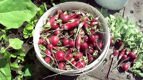 Редиска в холодильнике