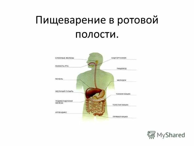 Биология человека подвергается предложение 1. Схема пищеварения в ротовой полости. Пищеварение в ротовой полости схема 8 класс. С=Хема пищеварение в ротовой полости. Процесс пищеварения в ротовой полости кратко.