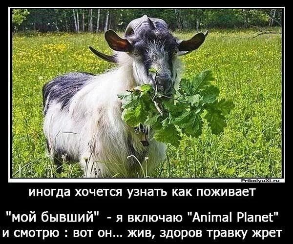 Животные и женщины любовь. Как позвала девочка козла. Коза юмор. Козёл мужчина это. Девочка с козликом.