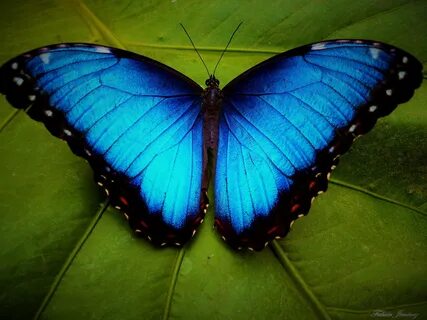 Free photo: Blue Butterflies - Animal, Blue, Butterfly - Free Download - Jooinn