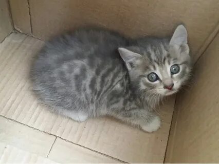Авито омск котята