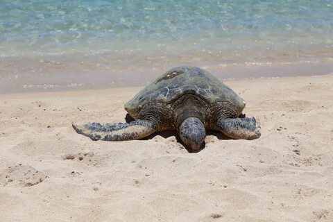 Turtle 1