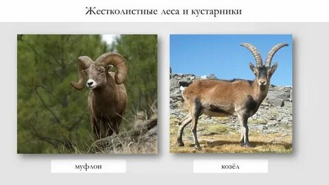 Животный мир кустарников