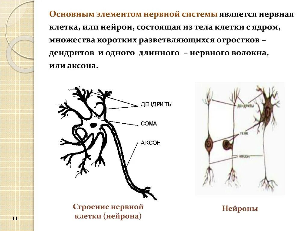 Короткие ветвящиеся отростки нервных клеток. Нервная клетка состоит из тела и отростков. Нервная система основные клеточные элементы. Отростки нейрона. Короткий отросток нейрона называется.