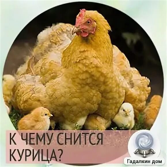 К чему снится курица. Сонник курица Живая. К чему снится куры живые женщине. Толкование сна куры