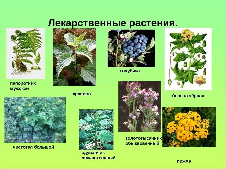 Лекарственные растения список и описание. Травянистые растения леса лечебные. Лекарственные травы в лесу. Лекарственные растения в лесу. Лекартсвенныерастения.
