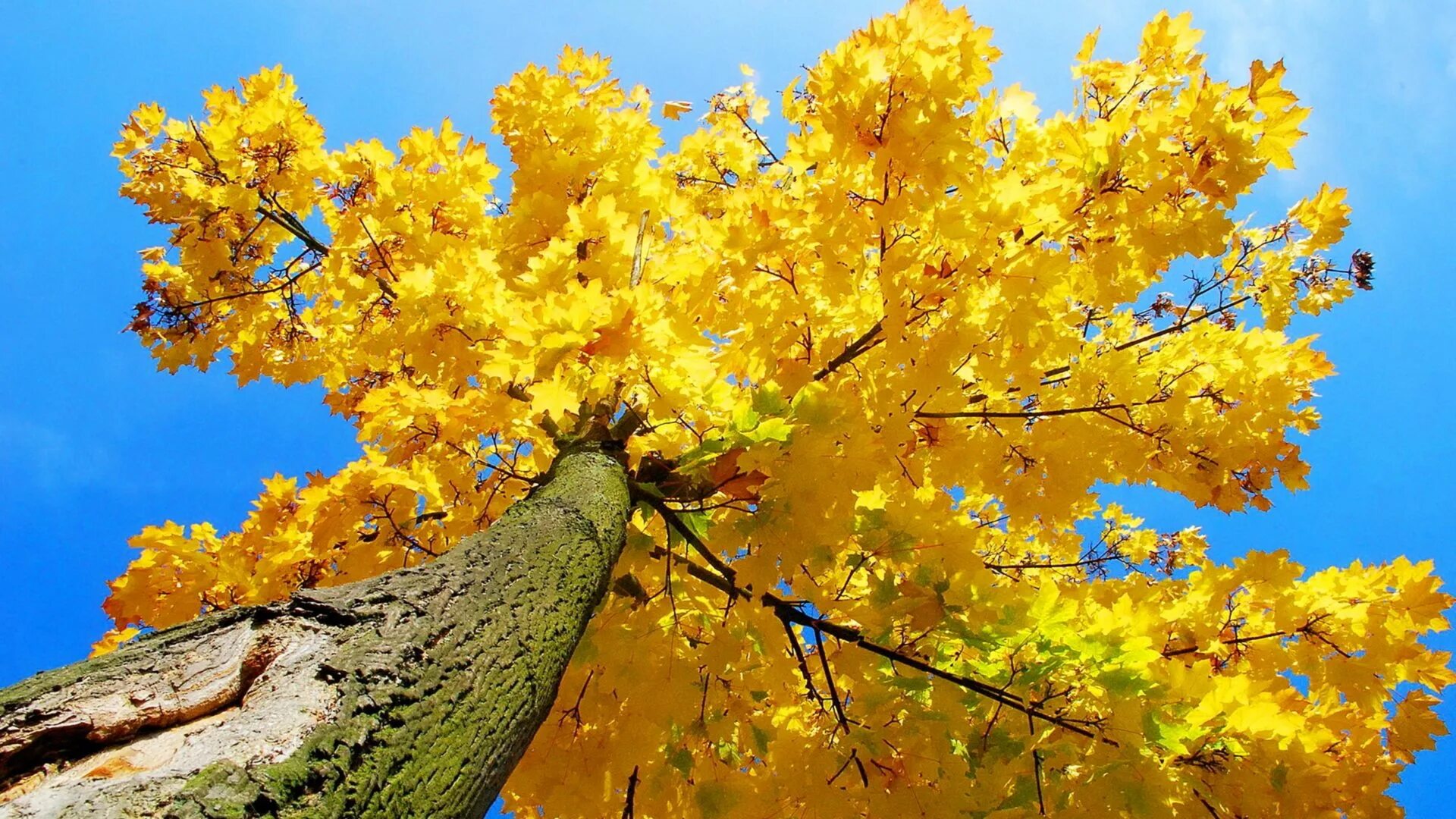 Yellow tree