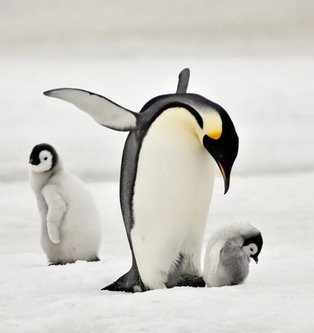 Удивительный пингвин