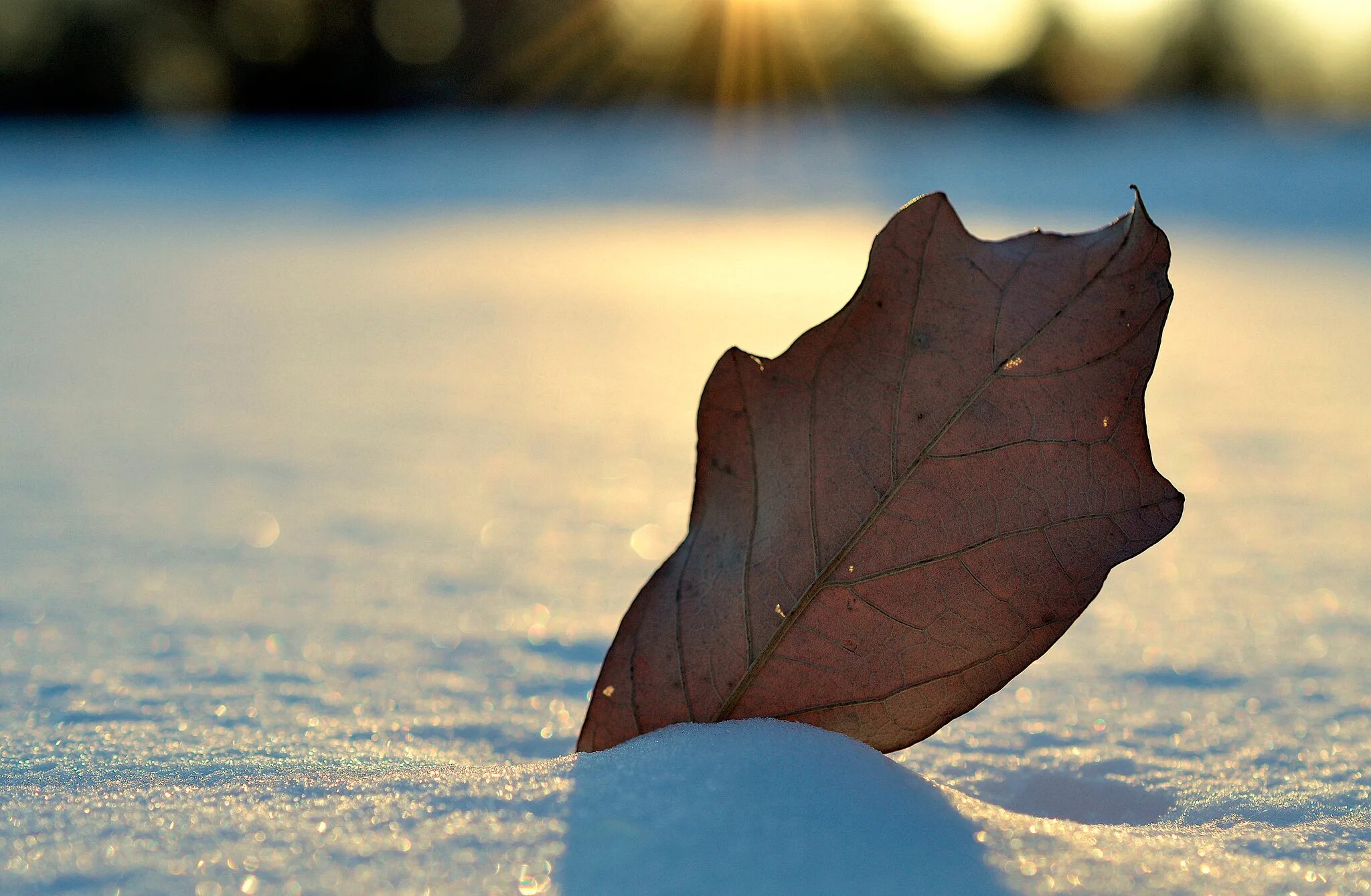 Snow leaf
