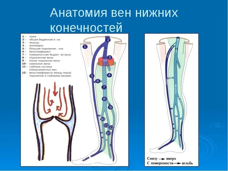 Карта вен нижних конечностей. Перфорантные вены нижних конечностей анатомия. Суральные вены нижних конечностей анатомия. Анатомия коммуникантные вены нижних конечностей. Строение клапанного аппарата вен.