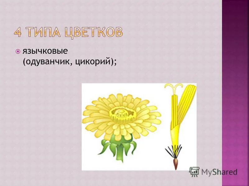 Типы цветков трубчатые язычковые. Язычковый цветок одуванчика. Цветки язычковые и трубчатые. Типы цветков одуванчика.