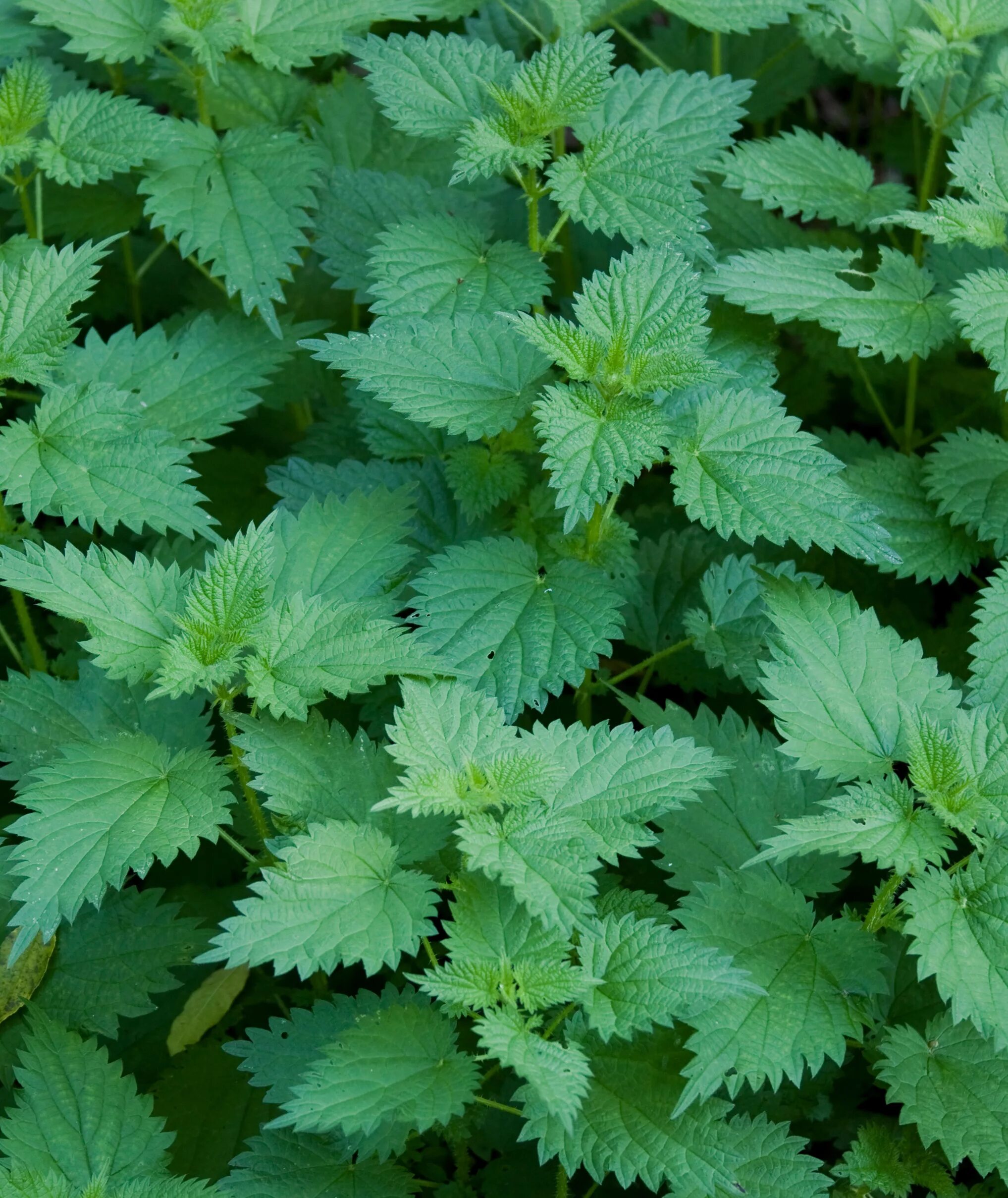 Крапива жгучее растение. Крапива двудомная. Крапива двудомная (Urtica dioica). Крапива мелколистная. Крапива двудомная (Urtica dioica l.).