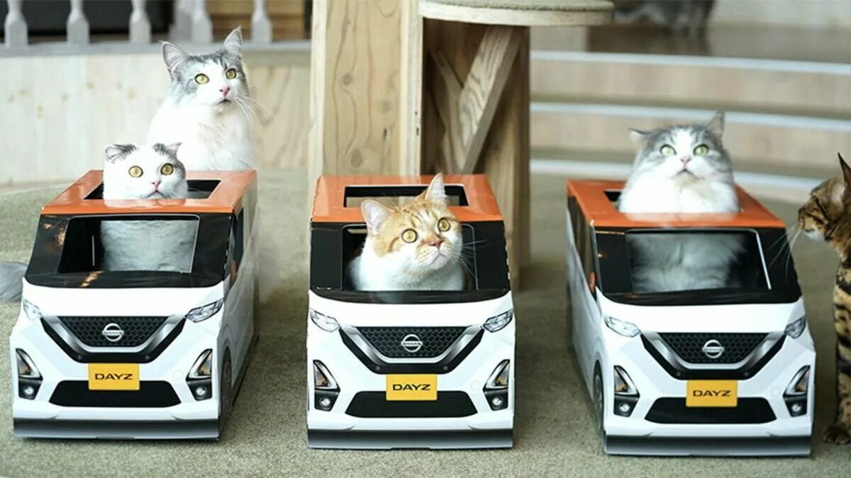 Включи котэ машина. Кошка в машине. Машина для котов. Картонные автомобили для котов. Машины для котика машиных.