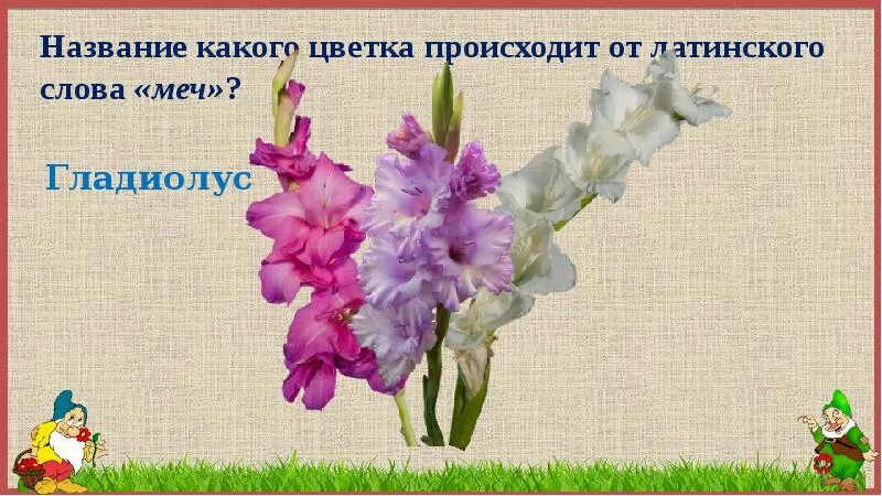 Название какого растения происходит от слова хвост. Название цветка гладиолуса происходит от латинского. презентация на тему азбука цветов. происхождение названия цветка. гладиолус происхождение названия.