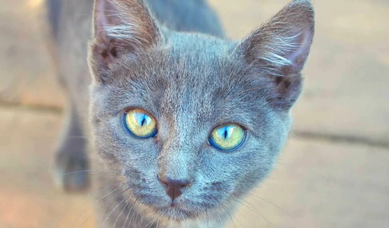 Коты синего цвета