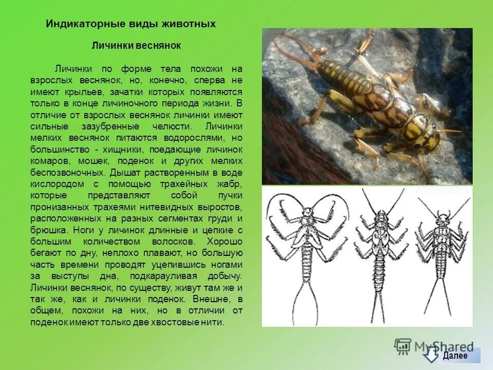 отряд веснянки представители насекомых.